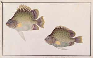 Pesce scat maculato, da Disegni di pesci di Malacca, c.1805-18 da Chinese School